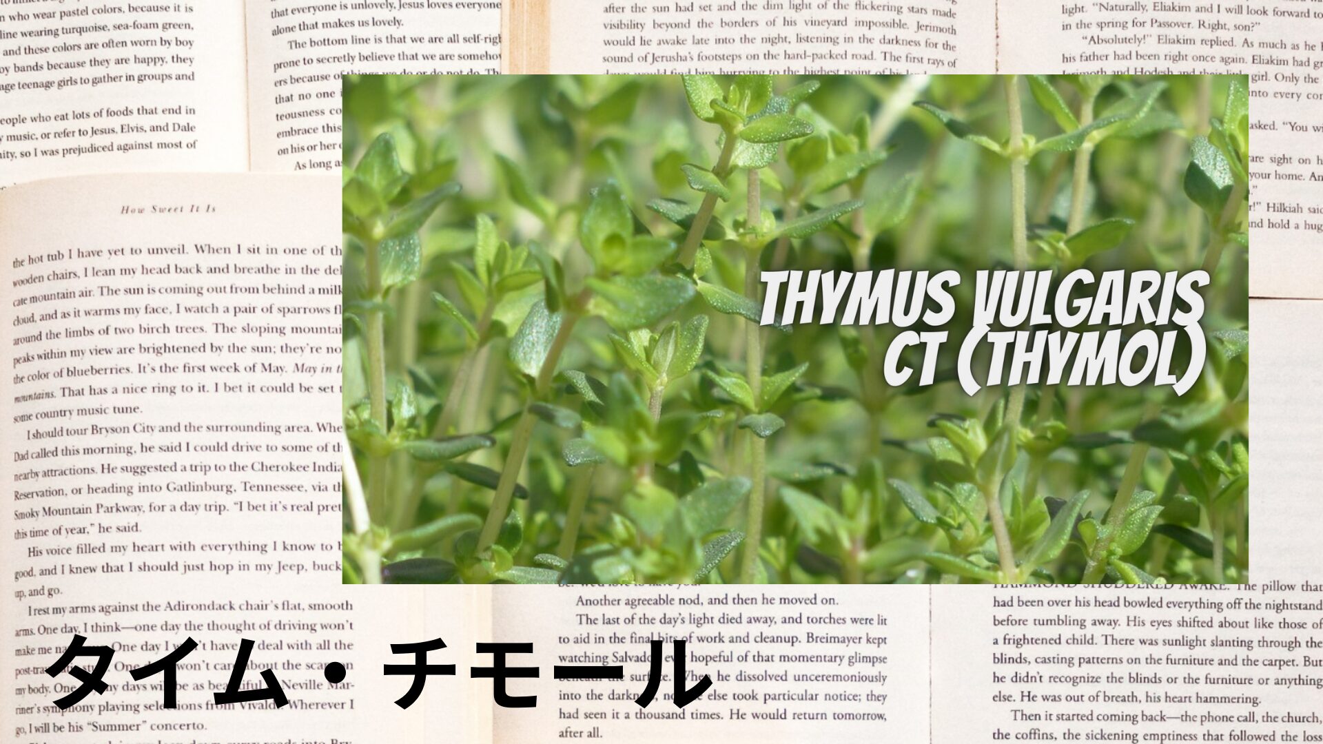 thyme-thymol-aroma-herb-dictionary-eyecatch-botanical-study
