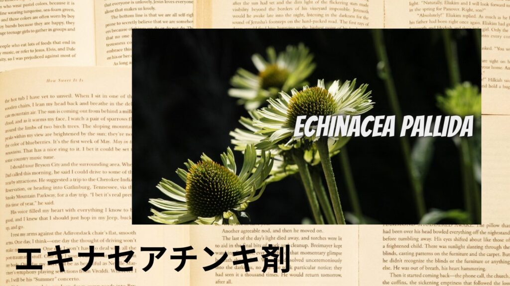 echinacea-tincture-aroma-herb-dictionary-eyecatch-botanical-study