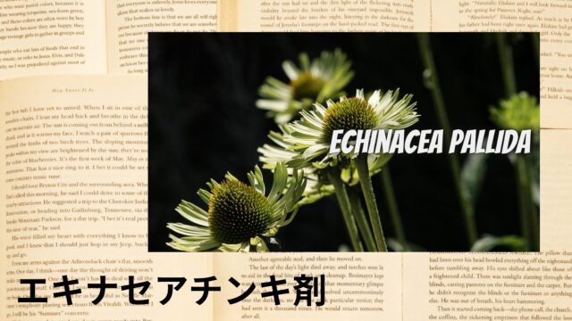エキナセアチンキ剤のアロマハーブ事典(辞典)用アイキャッチ＠botanical-study