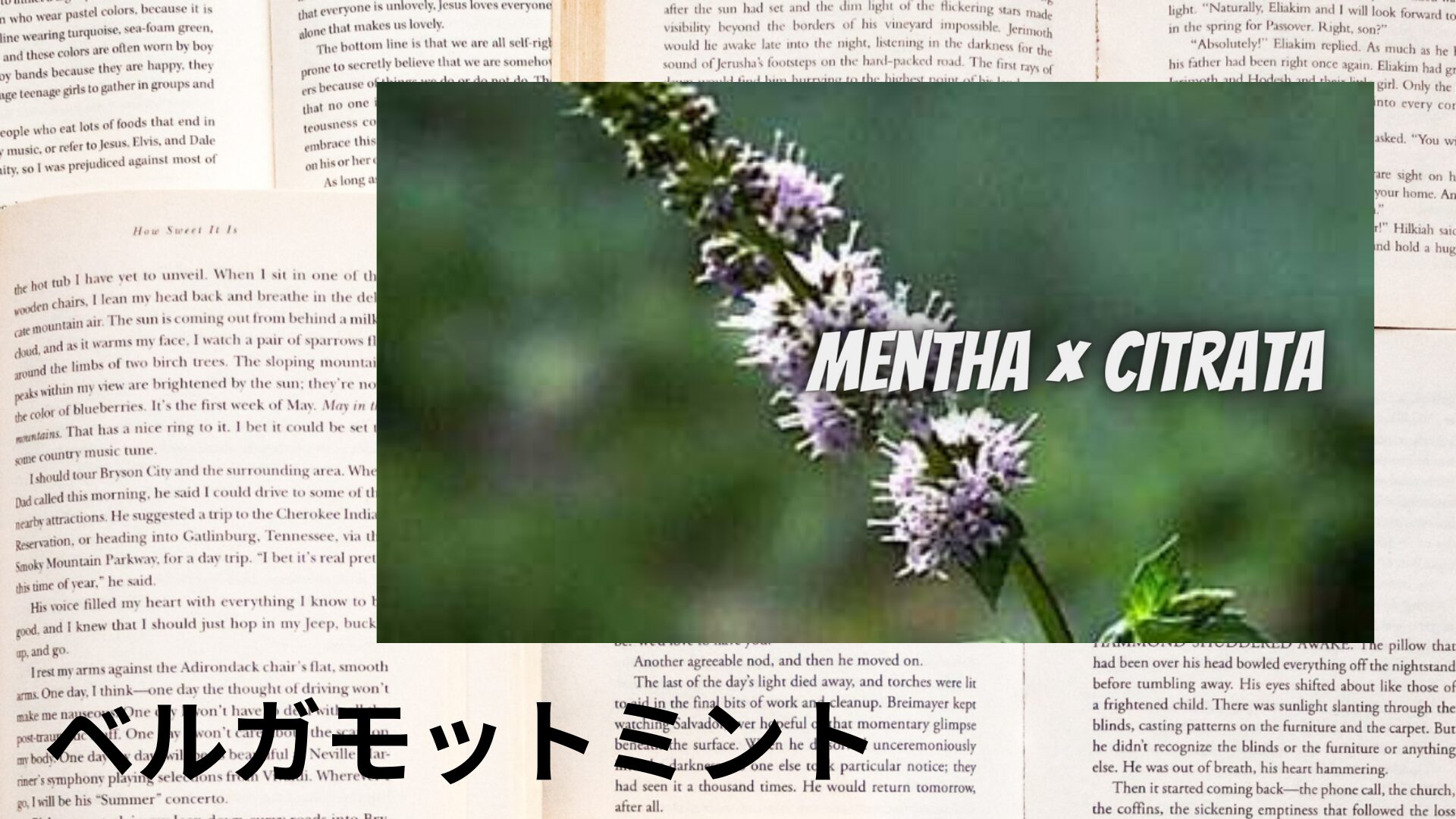 bergamot-mint-aroma-herb-dictionary-eyecatch-botanical-study