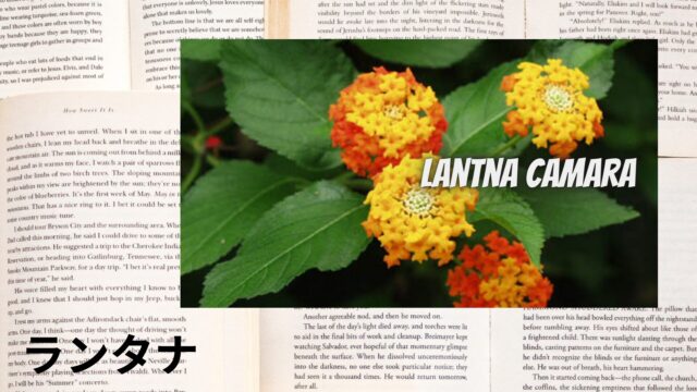 ランタナのアロマハーブ事典(辞典)用アイキャッチ＠botanical-study