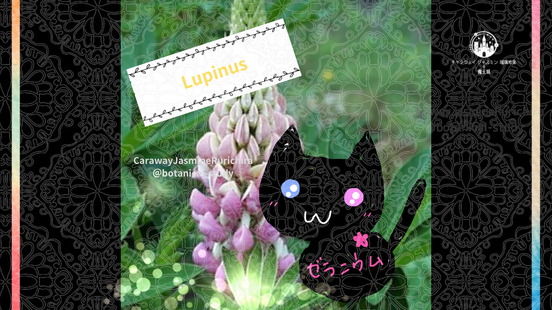 今日の誕生花A 11.2