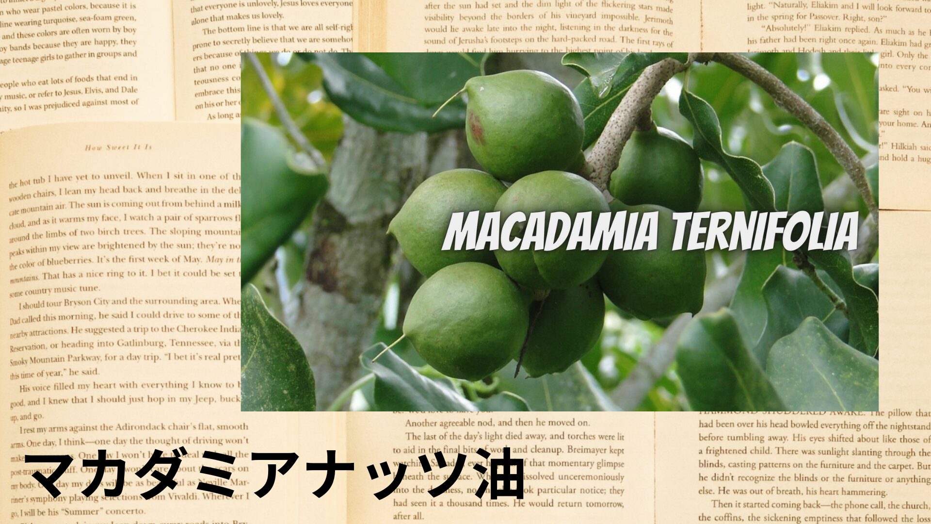 macadamia-nut-oil-aroma-herb-dictionary-eyecatch‐botanical-study