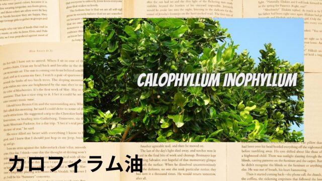 カロフィラム油のアロマハーブ事典(辞典)用アイキャッチ＠botanical-study