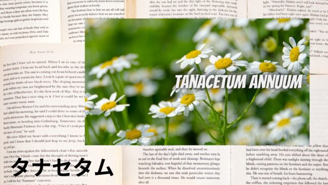 タナセタムのアロマハーブ事典(辞典)用アイキャッチ＠botanical-study