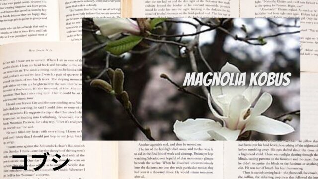 コブシのアロマハーブ事典(辞典)用アイキャッチ＠botanical-study