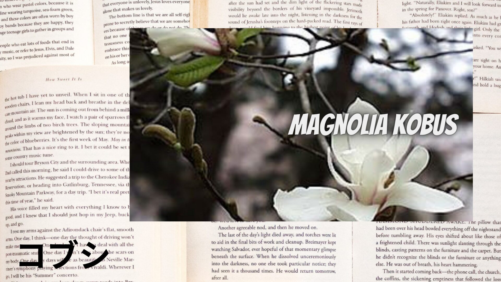 kobushi-aroma-herb-dictionary-eyecatch-botanical-study