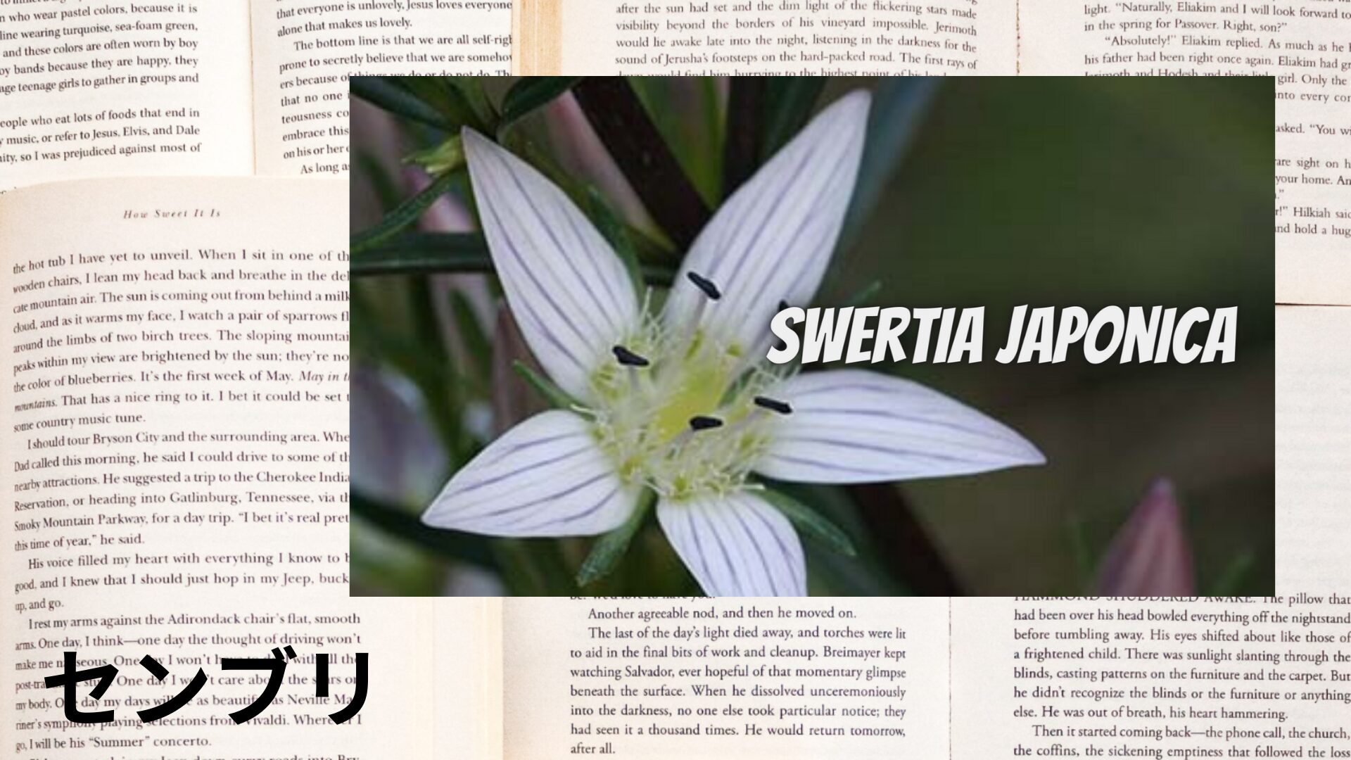 swertia-aroma-herb-dictionary-eyecatch-botanical-study