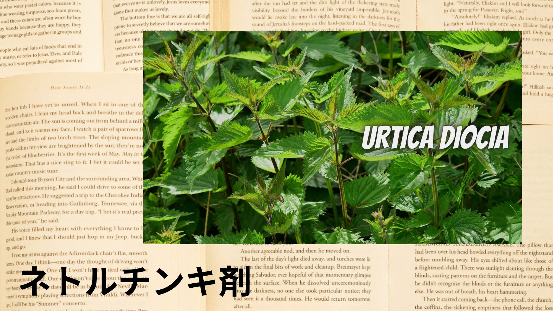 nettle-tincture-aroma-herb-dictionary-eyecatch-botanical-study