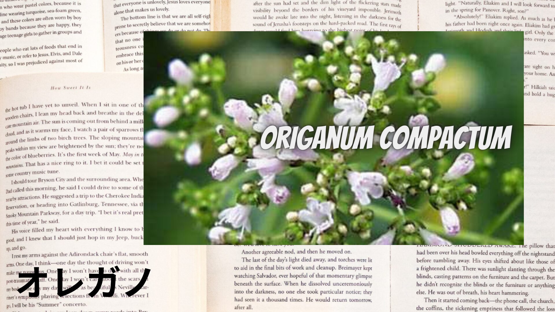 oregano-aroma-herb-dictionary-eyecatch-botanical-study