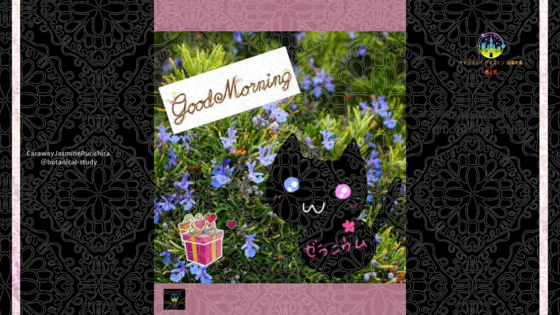 「ローズマリー」11月22日Rゼラニウム瑠璃地楽と今日の誕生花とおはようメッセージ＠botanical-study