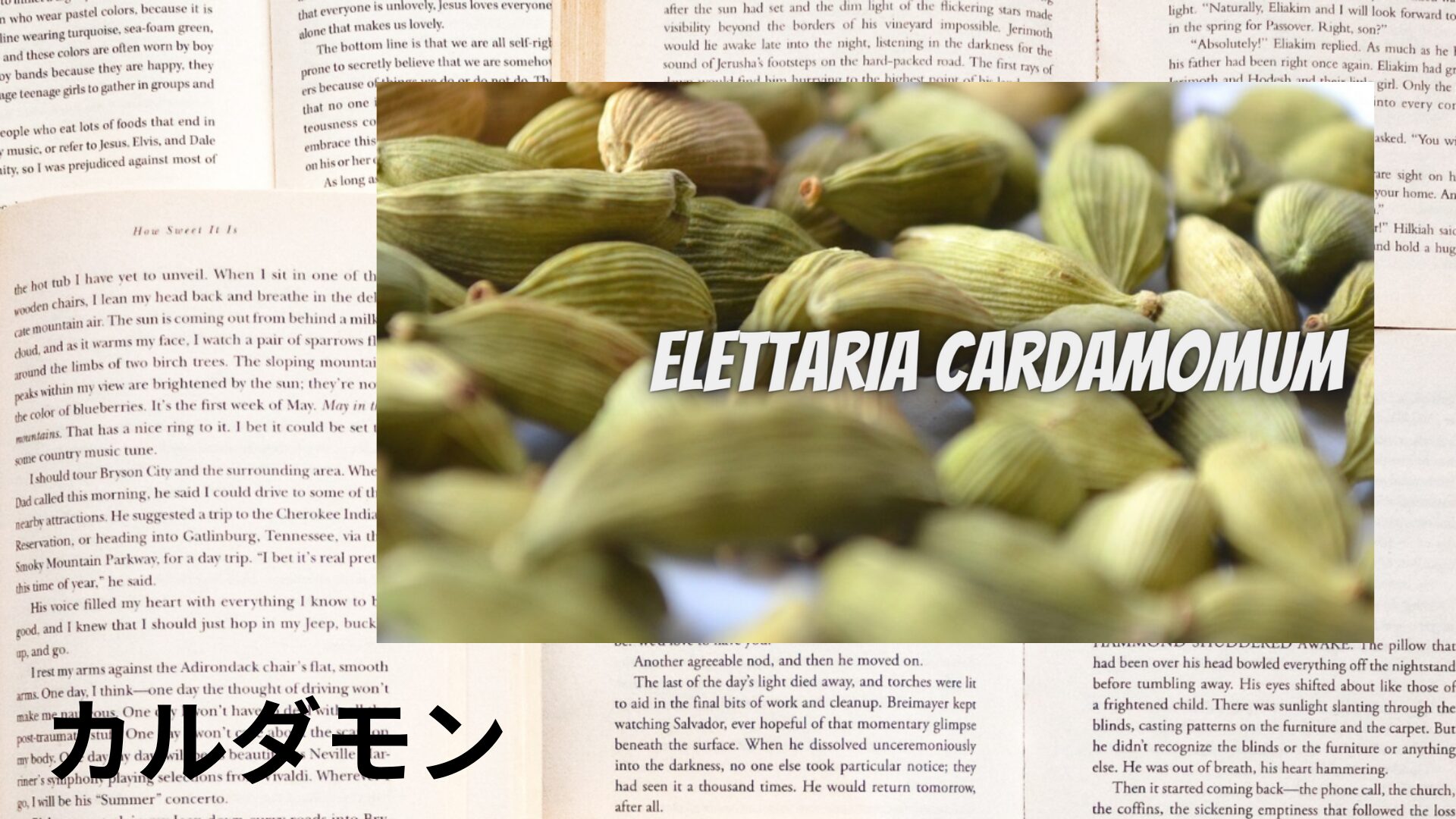 cardamom-aroma-herb-dictionary-eyecatch-botanical-study