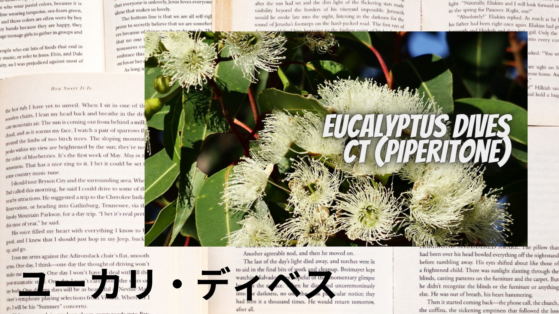 eucalyptus-dives-aroma-herb-dictionary-eyecatch-botanical-study