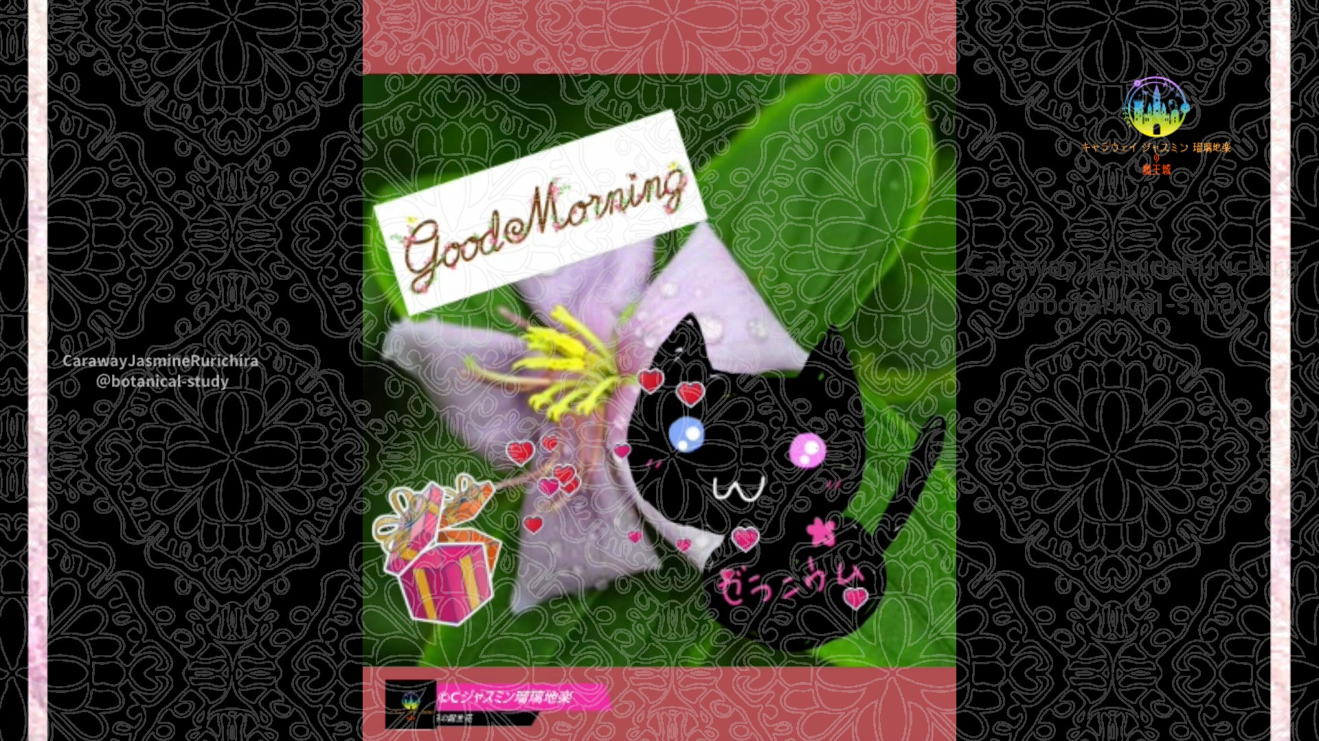 「ノボタン」11月12日Rゼラニウム瑠璃地楽と今日の誕生花とおはようメッセージ＠botanical-study