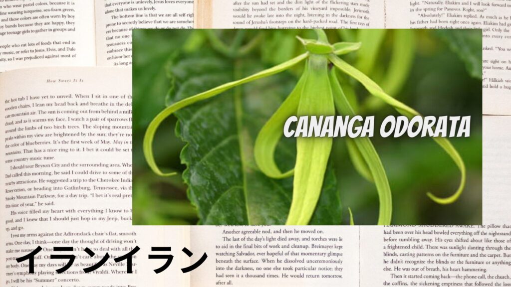 ylang-ylang-aroma-herb-dictionary-eyecatch-botanical-study