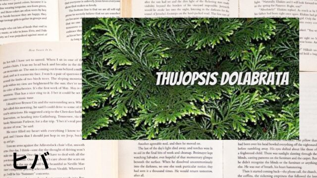 ヒバのアロマハーブ事典(辞典)用アイキャッチ＠botanical-study