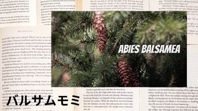 バルサムモミのアロマハーブ事典(辞典)用アイキャッチ＠botanical-study