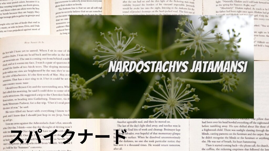 spikenard-aroma-herb-dictionary-eyecatch-botanical-study