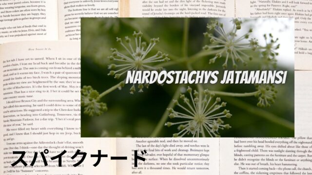 スパイクナードのアロマハーブ事典(辞典)用アイキャッチ＠botanical-study