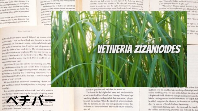 ベチバーのアロマハーブ事典(辞典)用アイキャッチ＠botanical-study