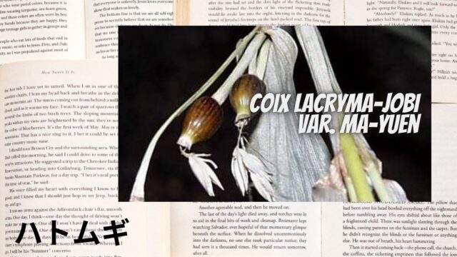 ハトムギのアロマハーブ事典(辞典)用アイキャッチ＠botanical-study