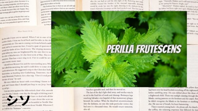 シソのアロマハーブ事典(辞典)用アイキャッチ＠botanical-study