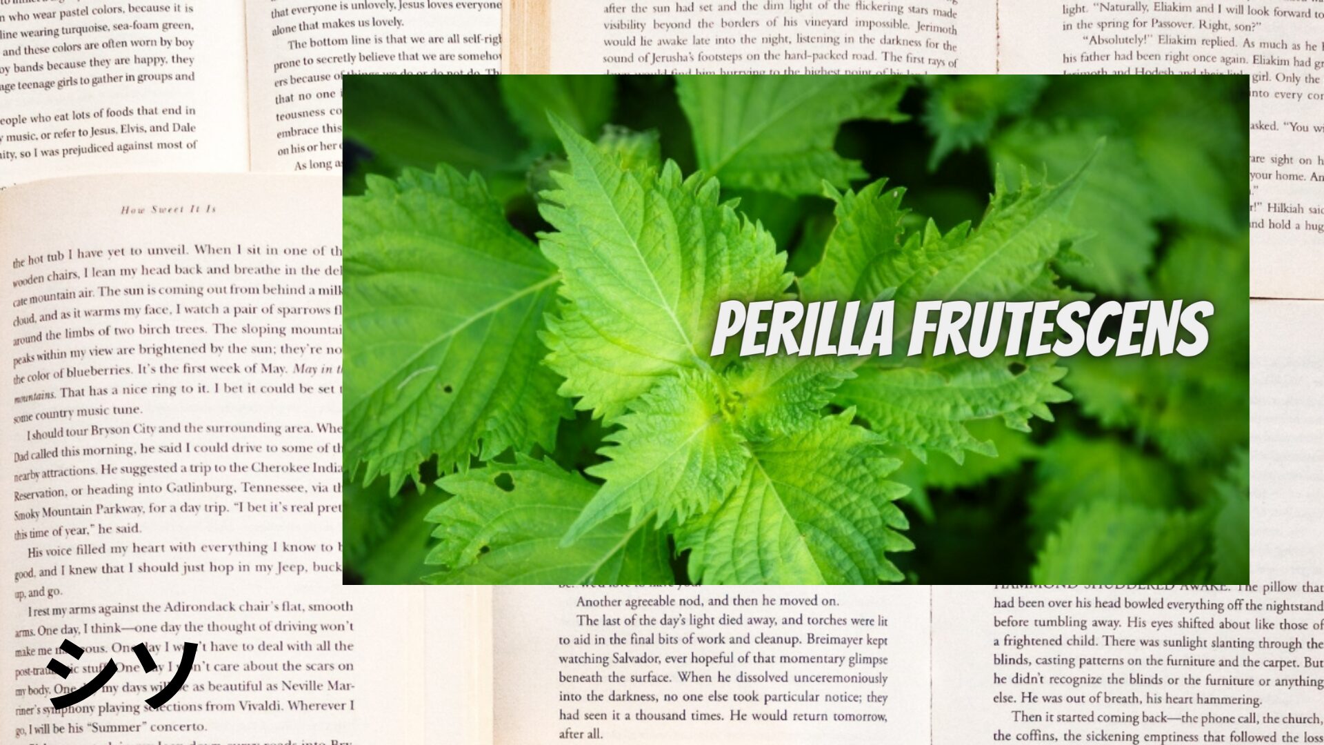 shiso-aroma-herb-dictionary-eyecatch-botanical-study