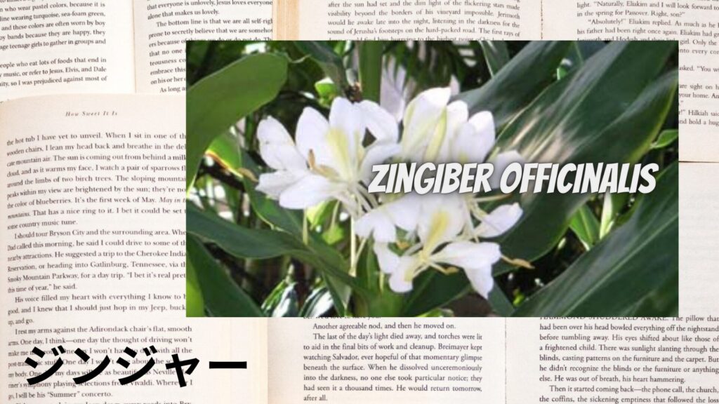 ginger-aroma-herb-dictionary-eyecatch-botanical-study