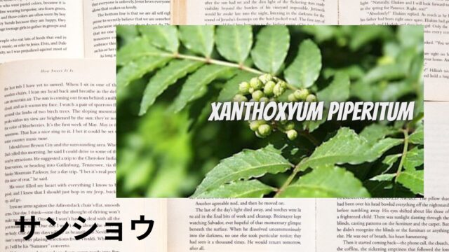 サンショウのアロマハーブ事典(辞典)用アイキャッチ＠botanical-study