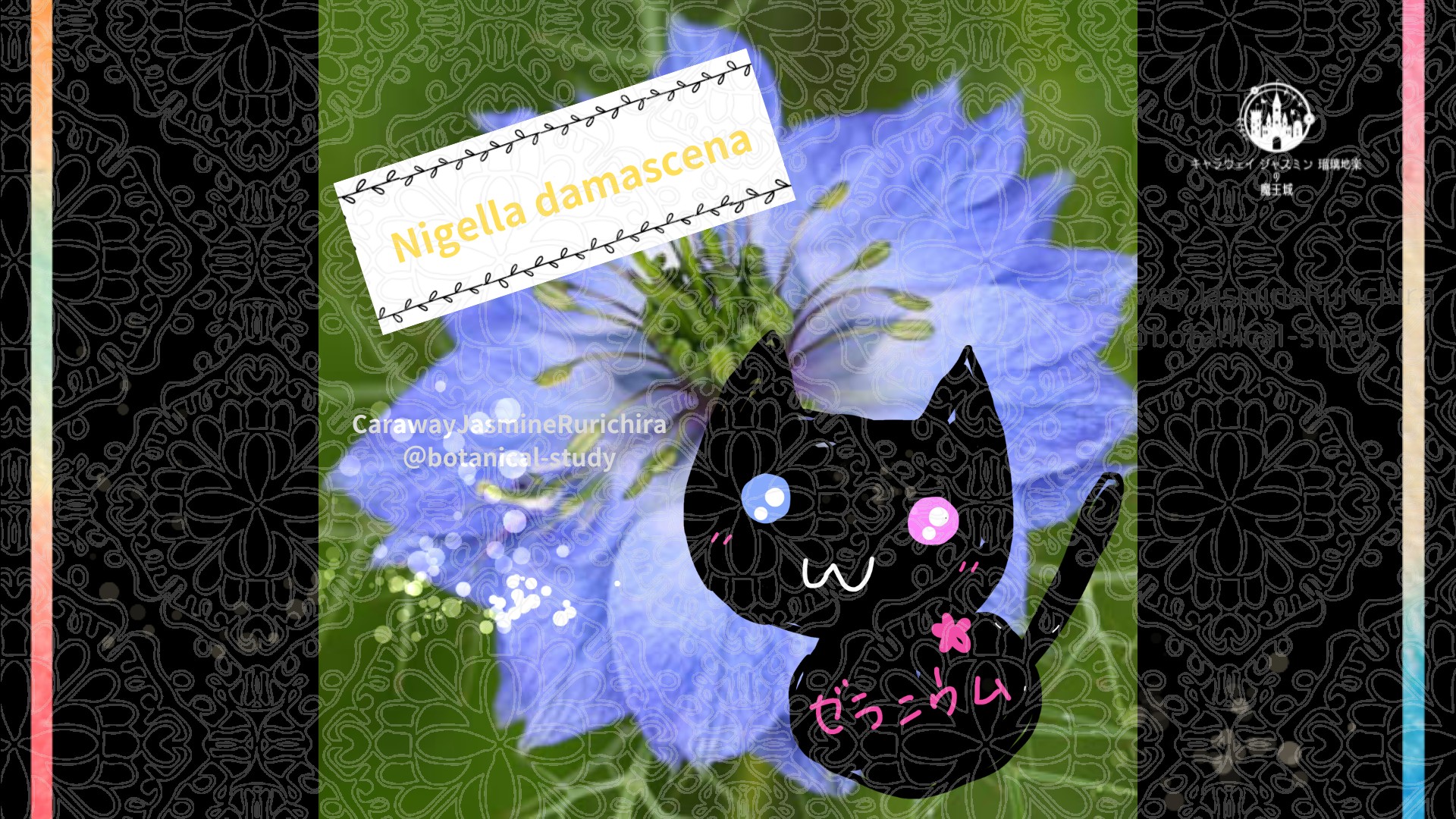 今日の誕生花A　11.29