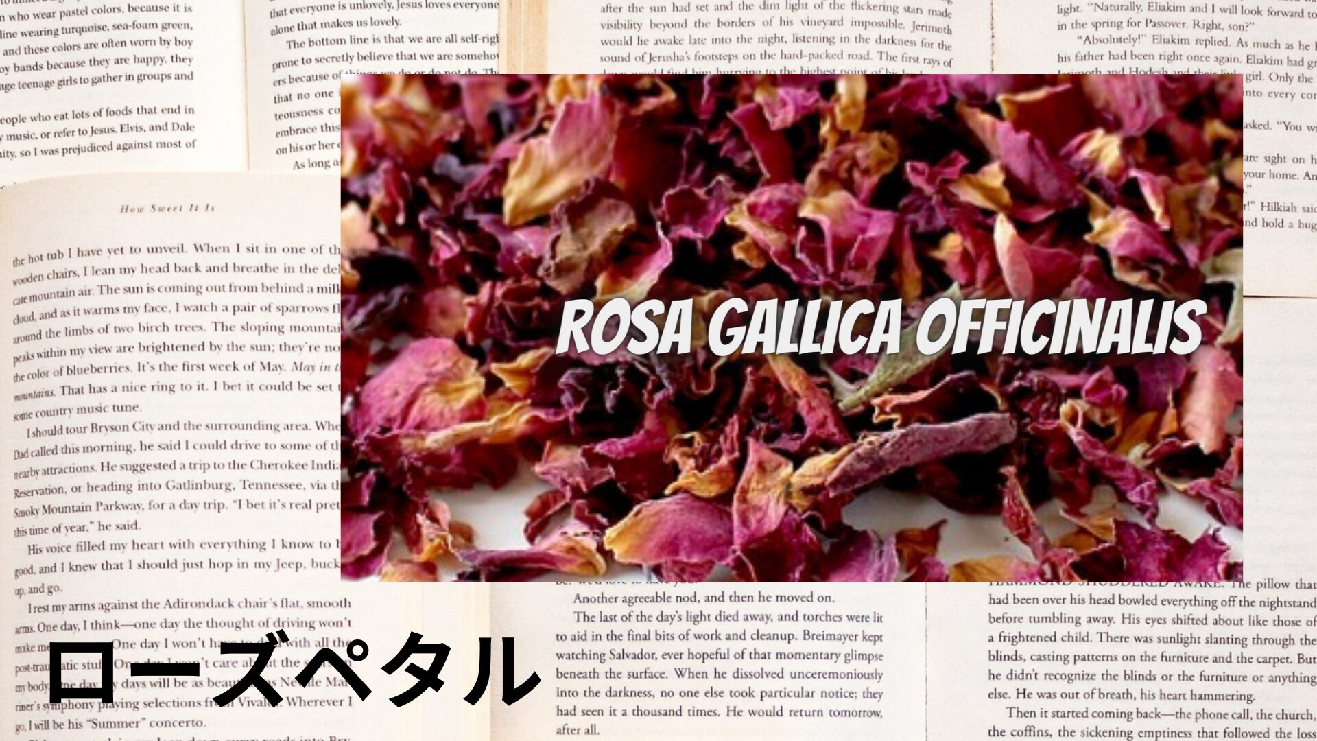 rose-petal-aroma-herb-dictionary-eyecatch-botanical-study