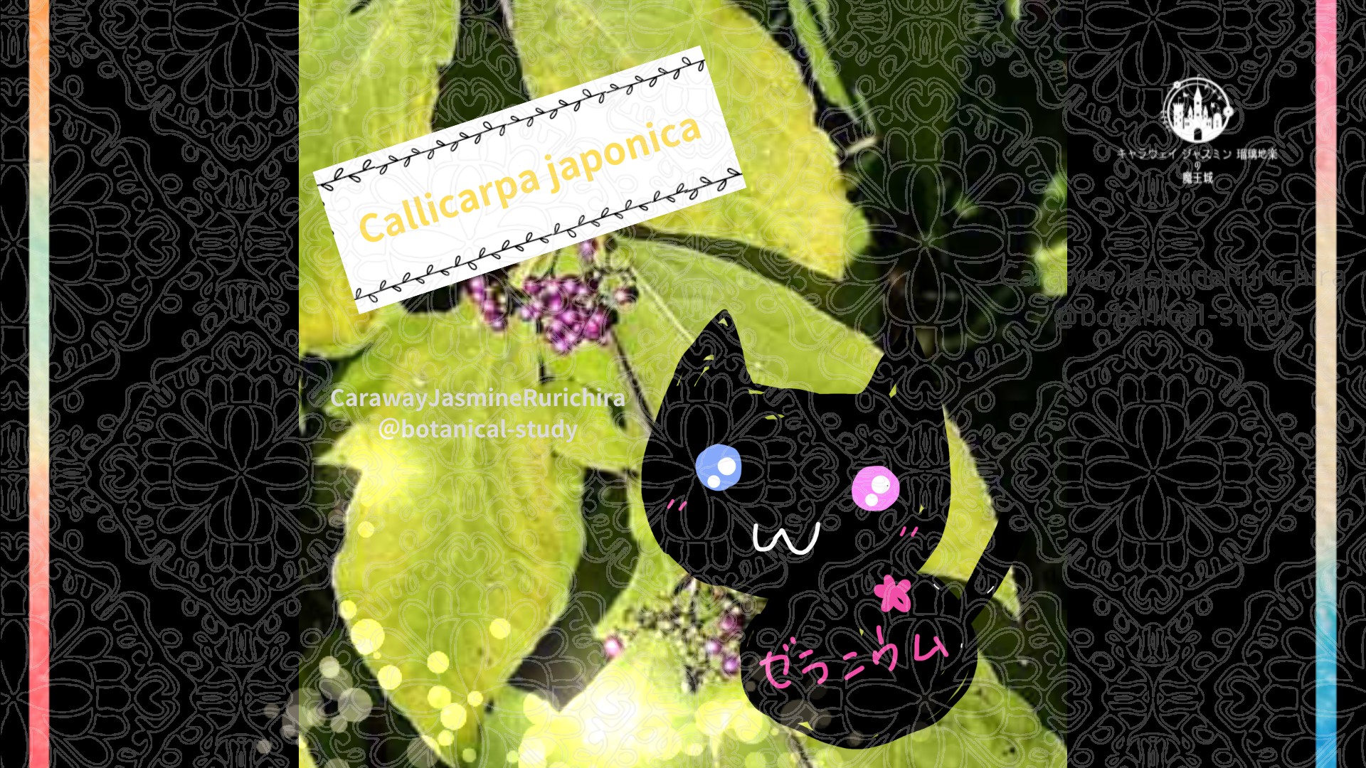 今日の誕生花A　11.6