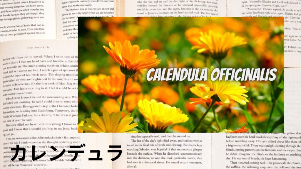 calendula-aroma-herb-dictionary-eyecatch-botanical-study