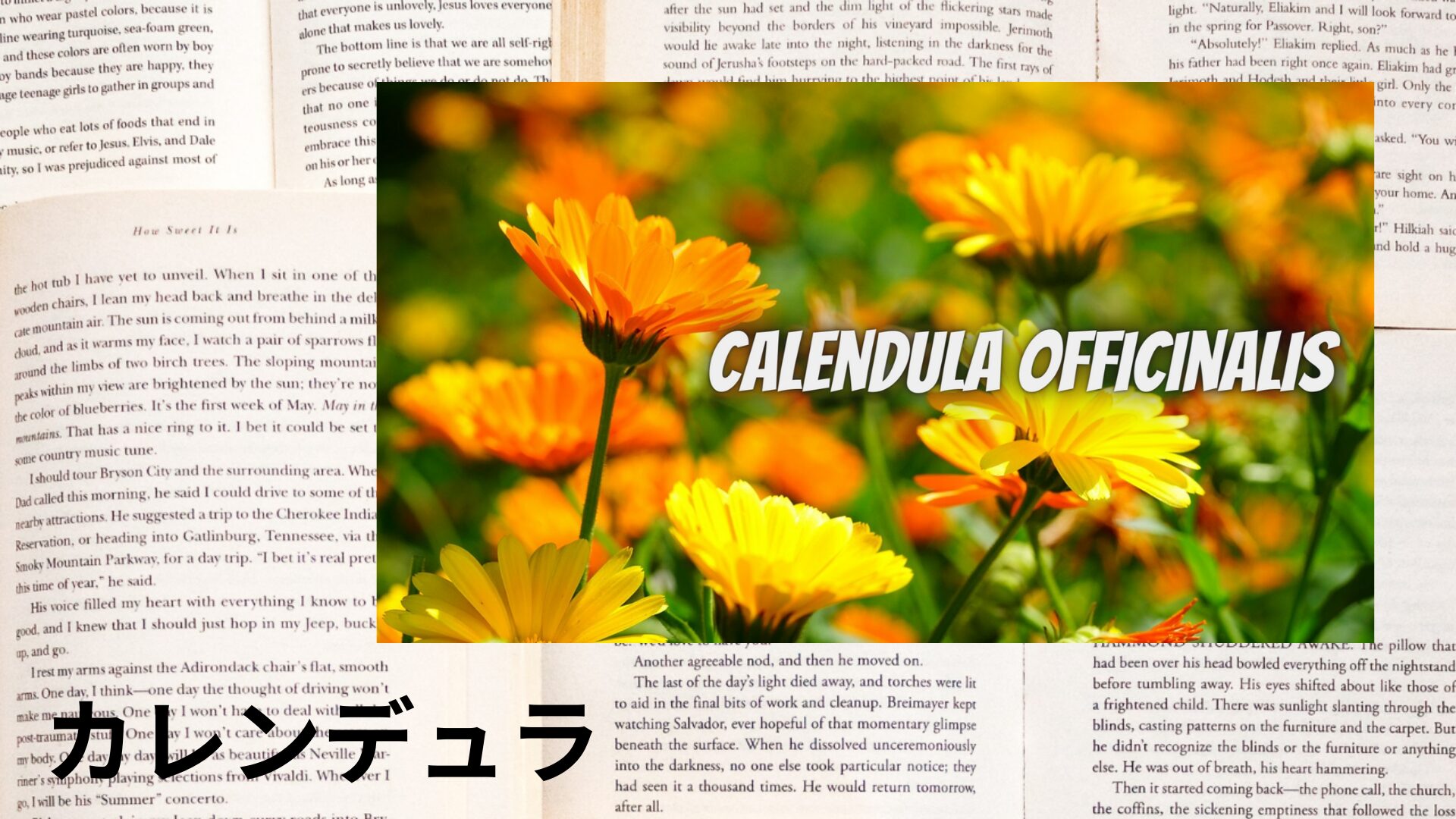 calendula-aroma-herb-dictionary-eyecatch-botanical-study