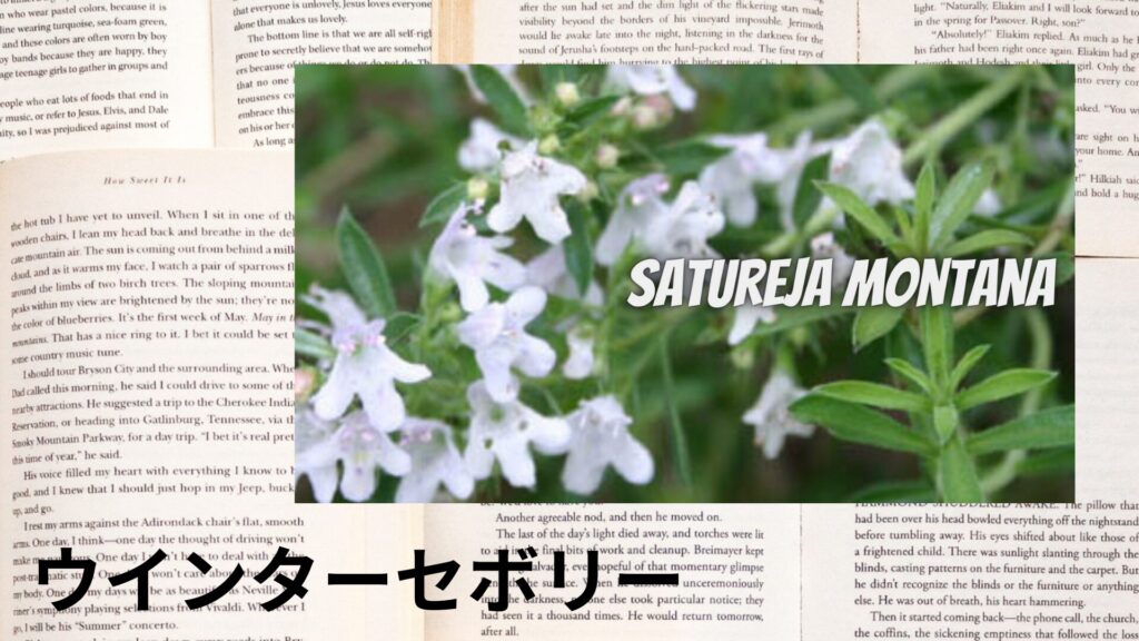 winter-savory-aroma-herb-dictionary-eyecatch-botanical-study