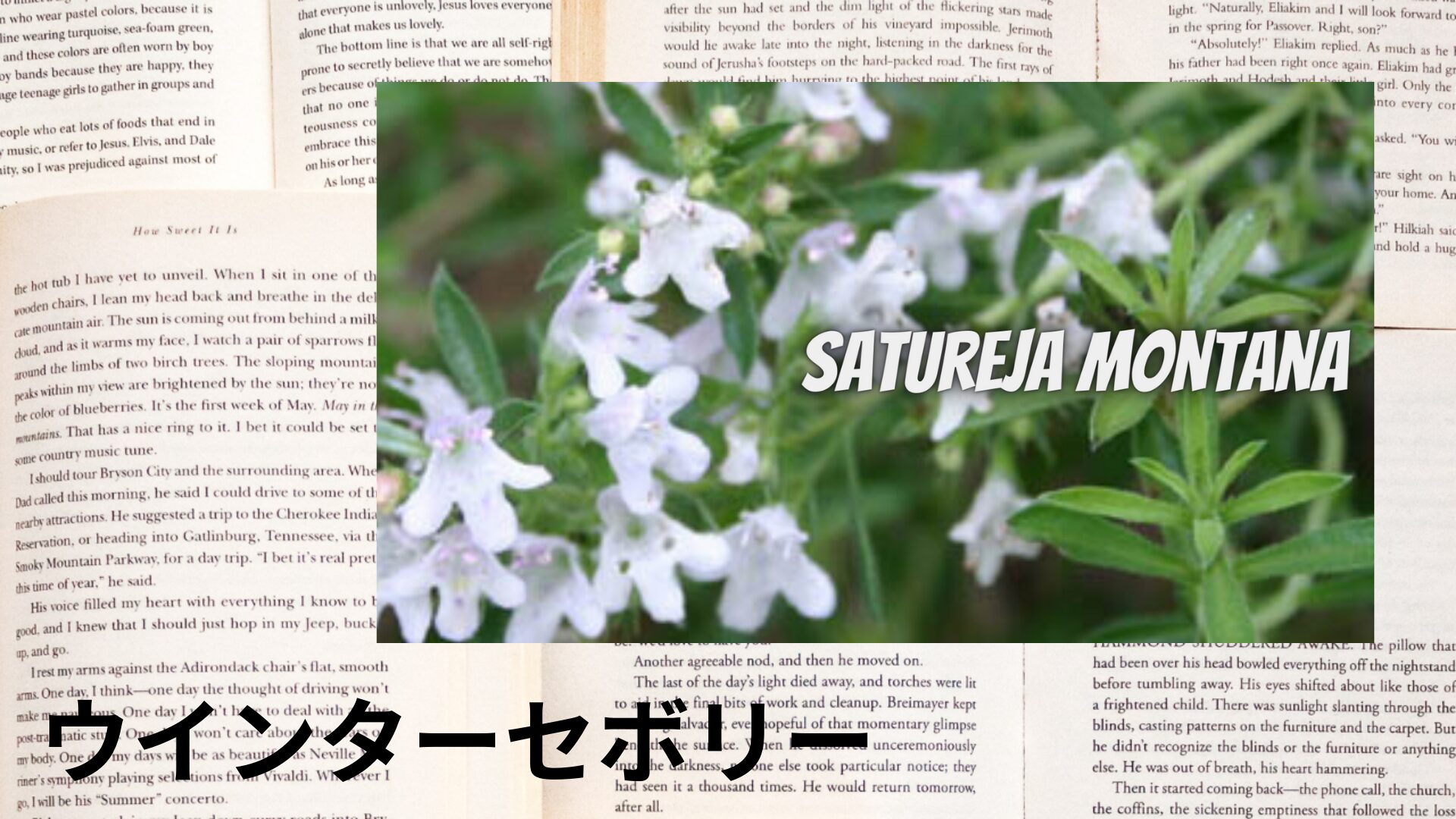 winter-savory-aroma-herb-dictionary-eyecatch-botanical-study