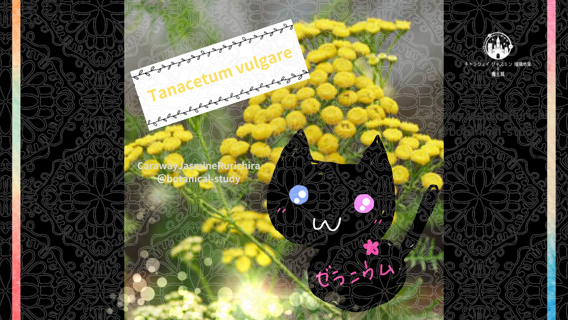 今日の誕生花A　11.7