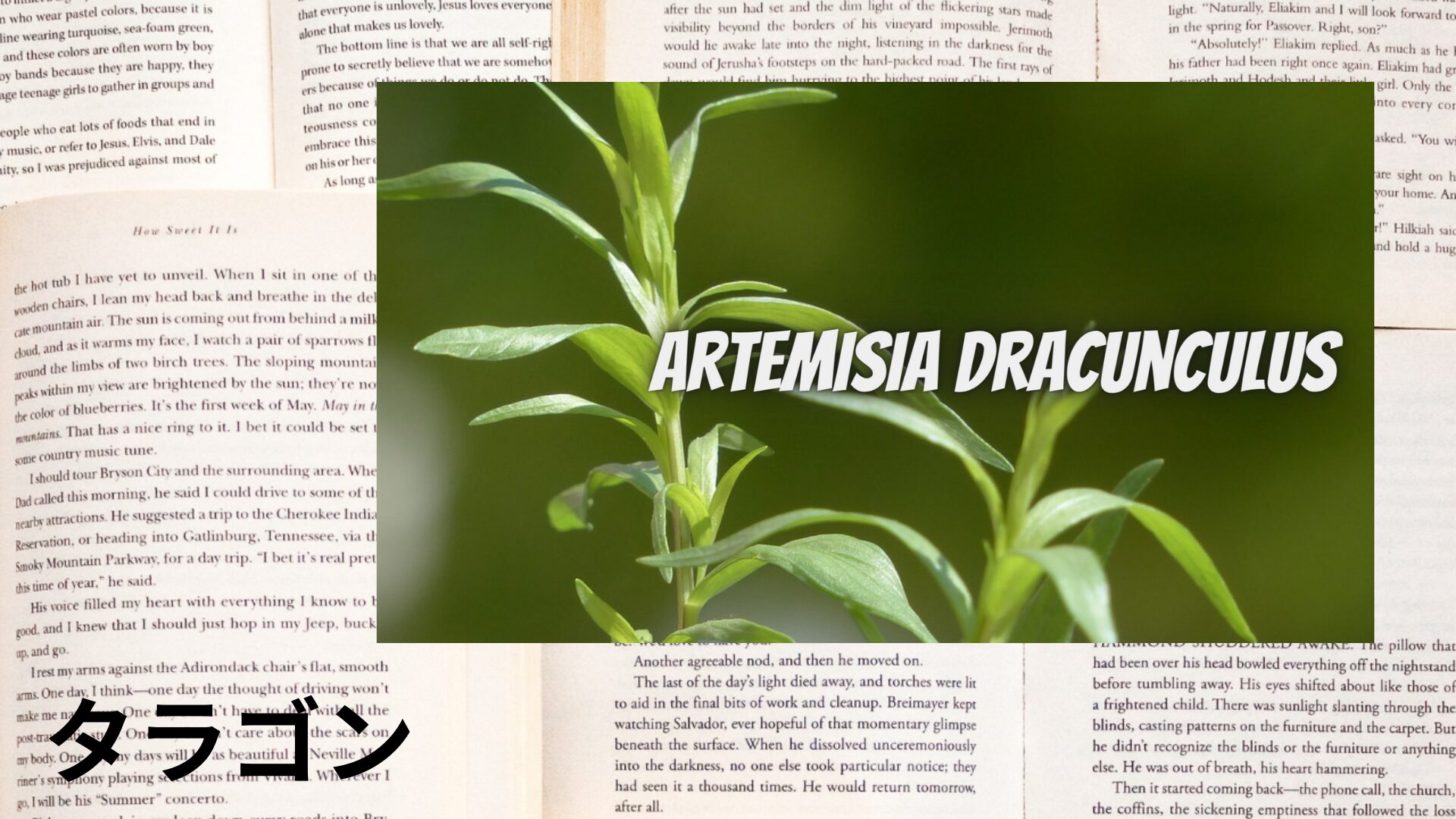 tarragon-aroma-herb-dictionary-eyecatch-botanical-study