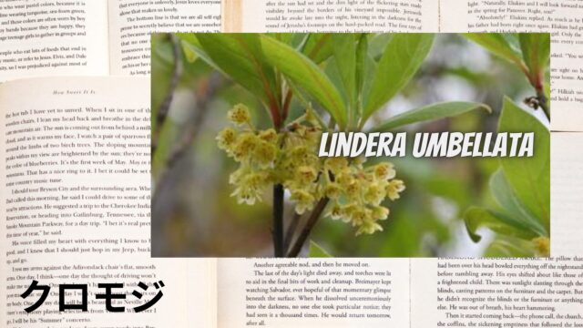 クロモジのアロマハーブ事典(辞典)用アイキャッチ＠botanical-study