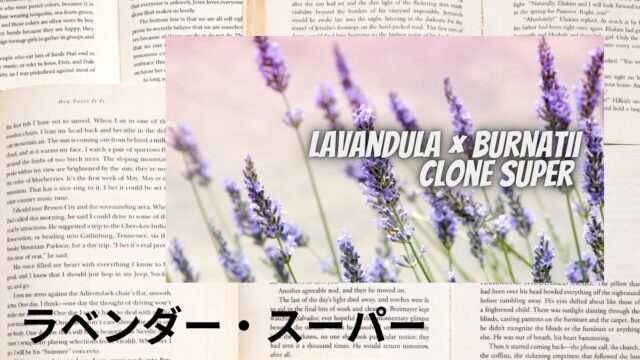 ラベンダー・スーパーのアロマハーブ事典(辞典)用アイキャッチ＠botanical-study
