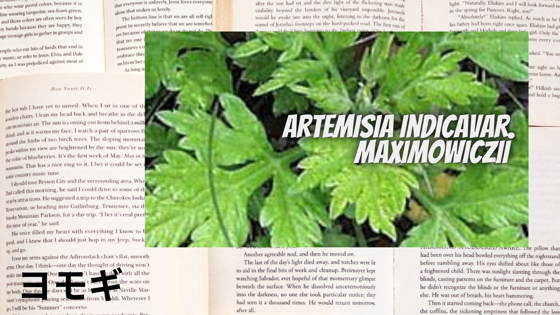 mugwort-aroma-herb-dictionary-eyecatch-botanical-study