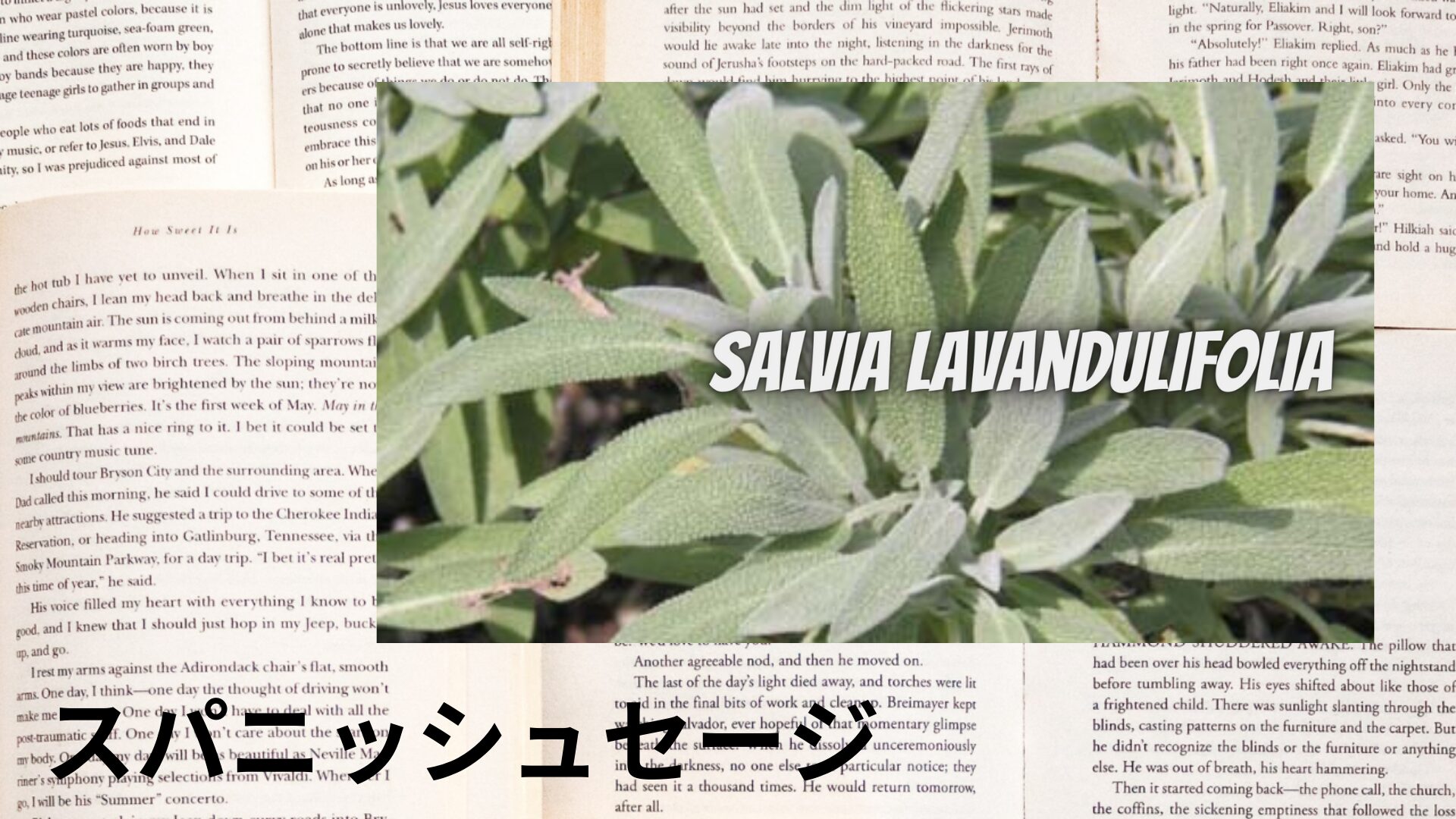 spanish-sage-aroma-herb-dictionary-eyecatch-botanical-study