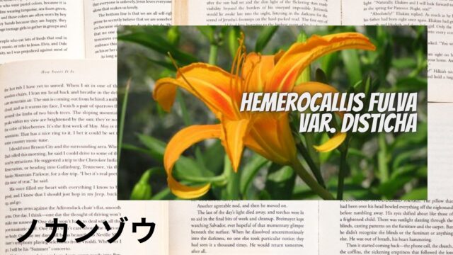 ノカンゾウのアロマハーブ事典(辞典)用アイキャッチ＠botanical-study