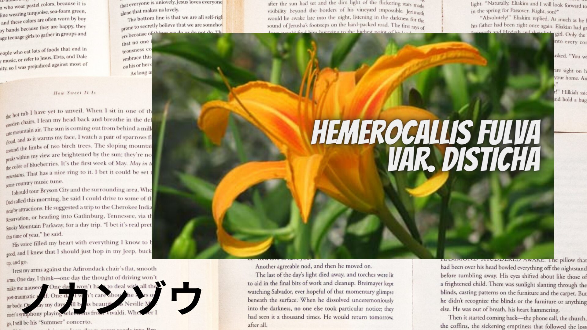daylily-aroma-herb-dictionary-eyecatch-botanical-study