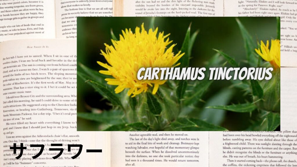safflower-aroma-herb-dictionary-eyecatch-botanical-study