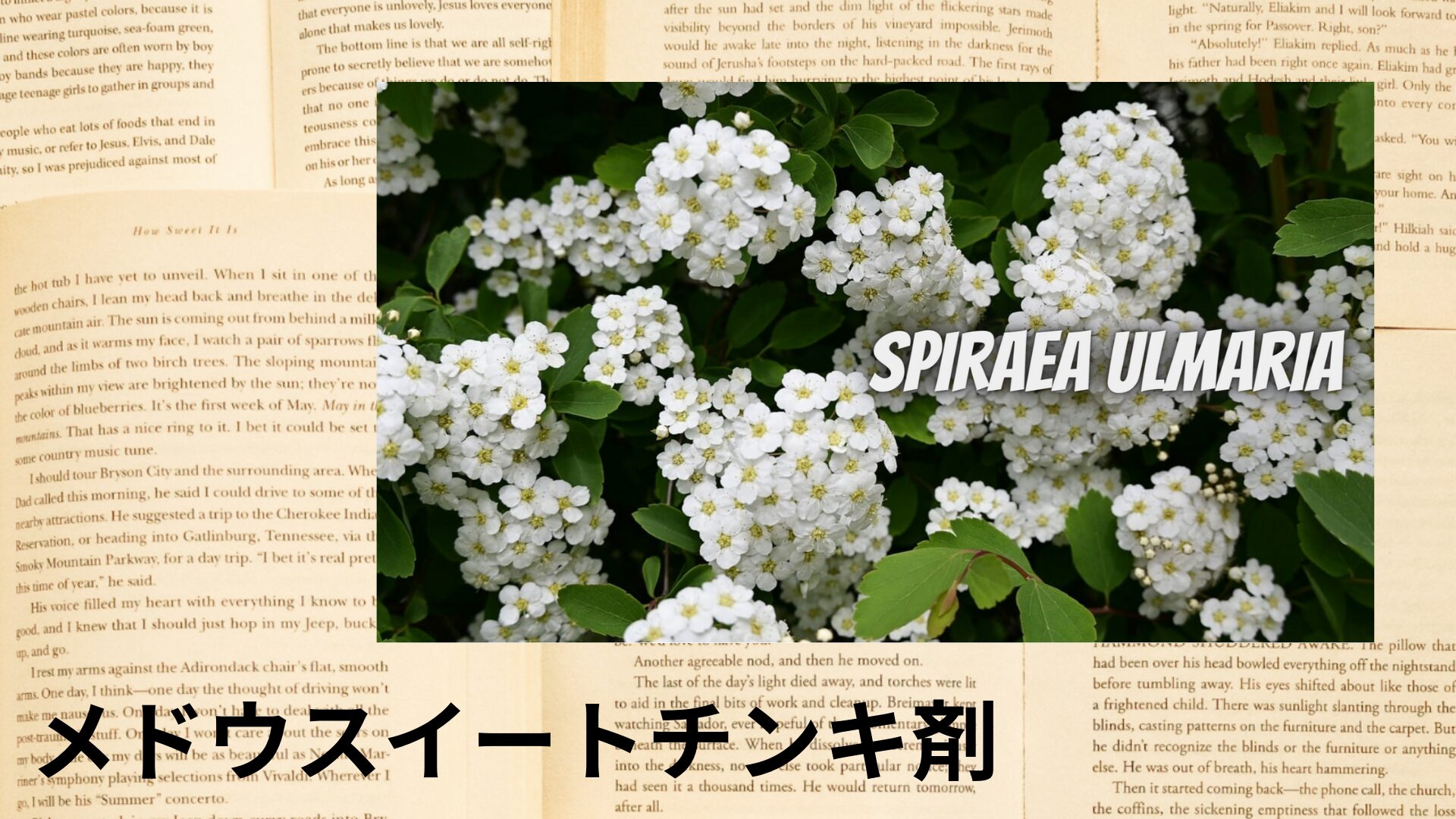 meadowsweet-tincture-aroma-herb-dictionary-eyecatch-botanical-study