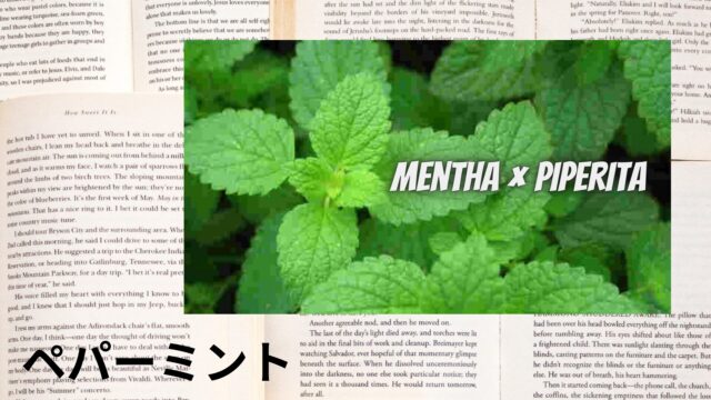ペパーミントのアロマハーブ事典(辞典)用アイキャッチ＠botanical-study