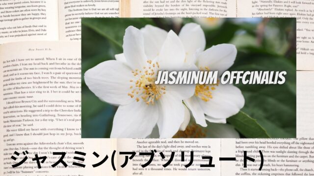 ジャスミン(アブソリュート)のアロマハーブ事典(辞典)用アイキャッチ＠botanical-study