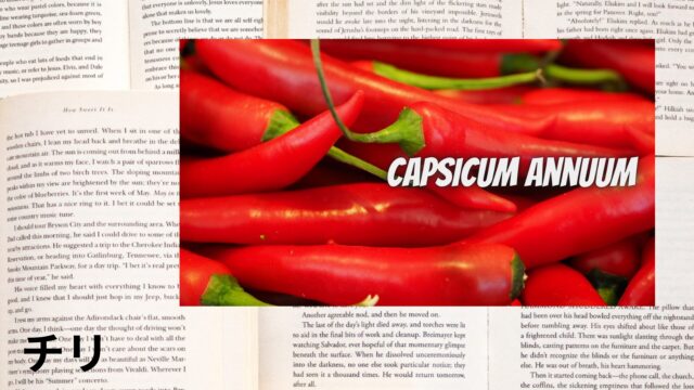 チリのアロマハーブ事典(辞典)用アイキャッチ＠botanical-study