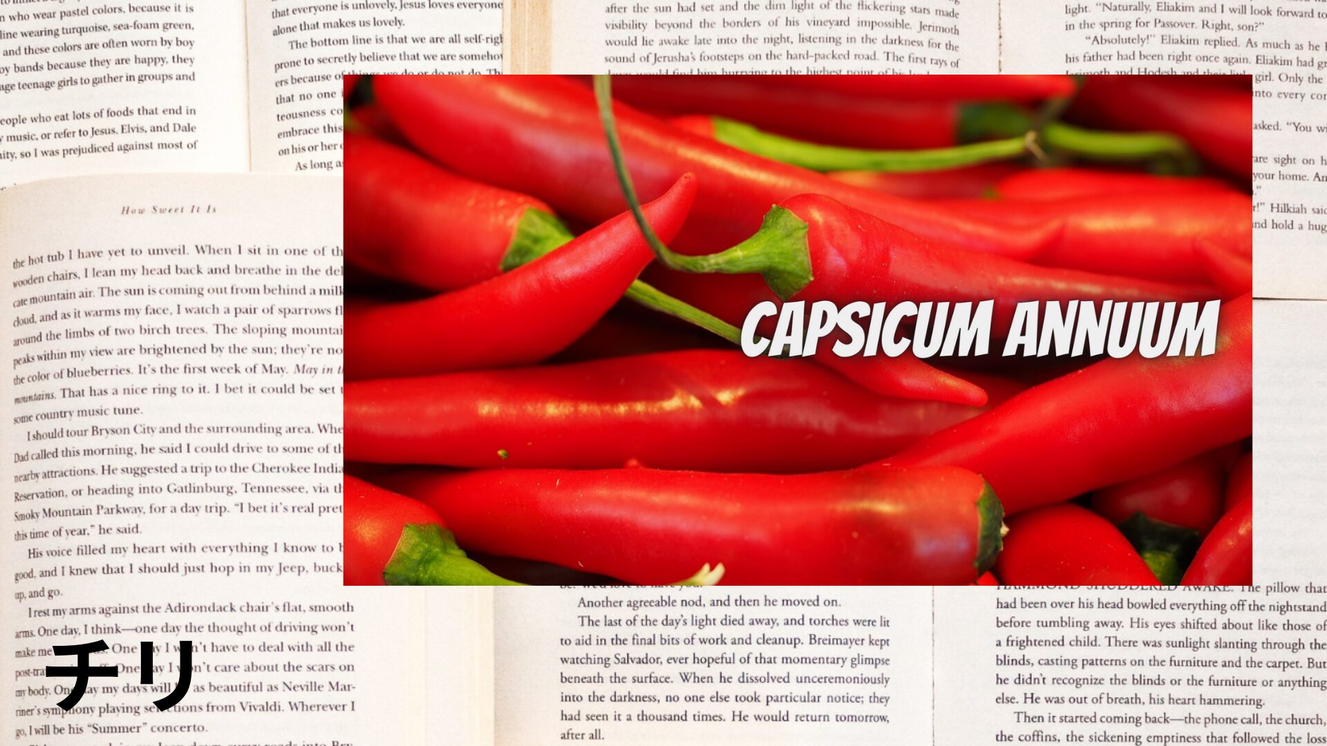 chili-aroma-herb-dictionary-eyecatch-botanical-study